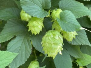 What Does IBU Mean? Bitterness comes from hops