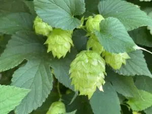 Hops Outside Green Man Brewery