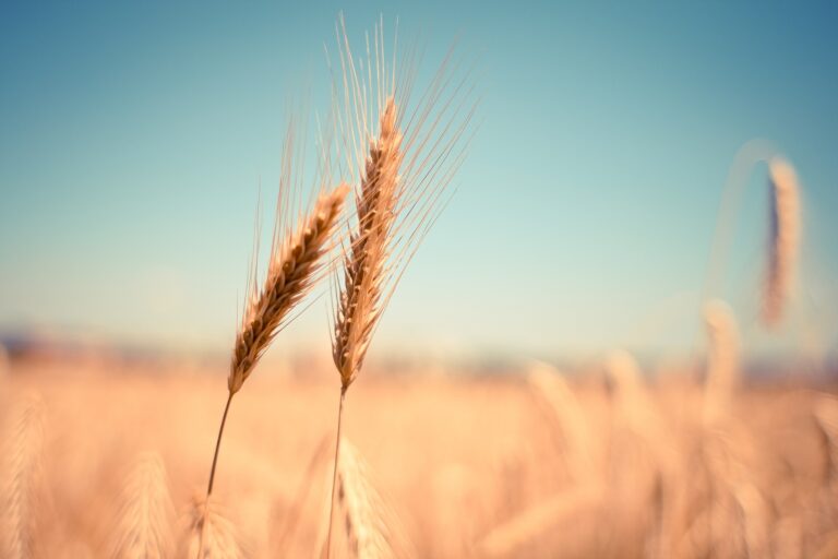 Wheat used in Belgian Witbiers